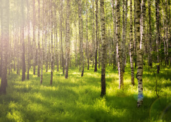 Bezpieczne wakacje – rola kierownika wypoczynku w organizacji letnich wyjazdów dzieci i młodzieży